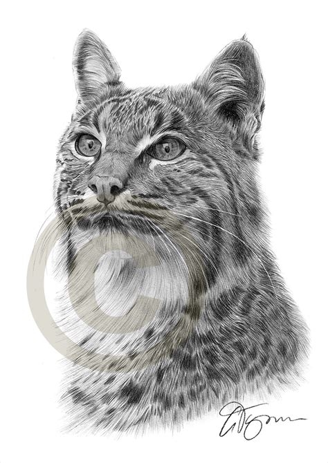 realistic bobcat drawings